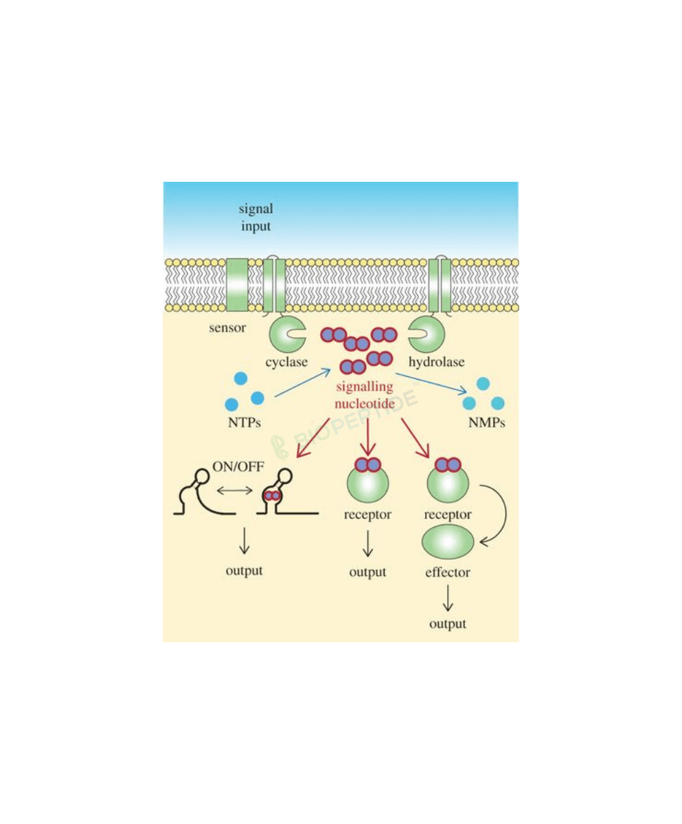Thymagen 20mg (Bioregulator) image 2