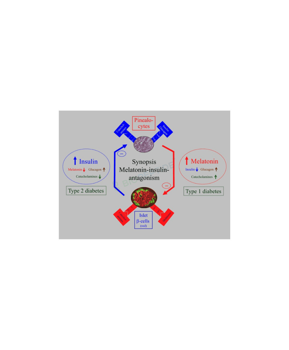 Pancragen 20mg (Bioregulator) image 2