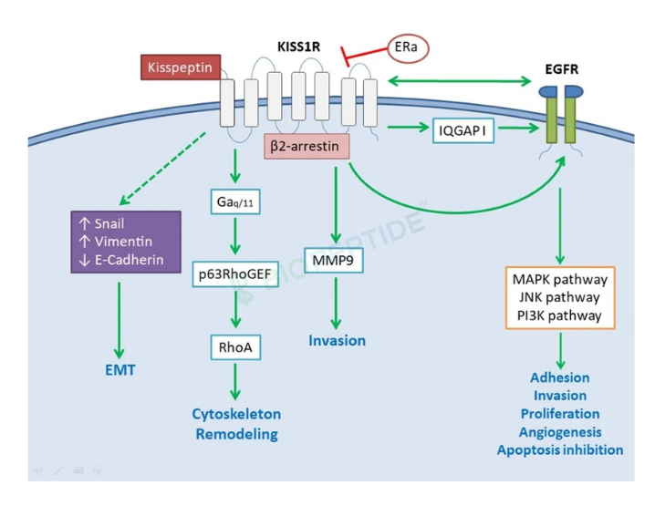 Kisspeptin-10 5mg image 2