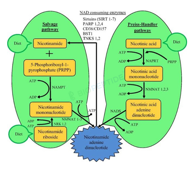 5 amino 1mq mechanism of action The Powerful Benefits 5-Amino-1MQ for Buy 5-Amino-1MQ (10mg) - 99%
