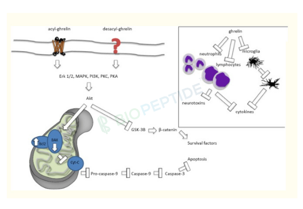 GHRP-6 10mg image 2